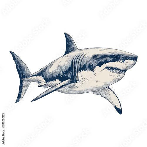Striking Great White Shark Illustration