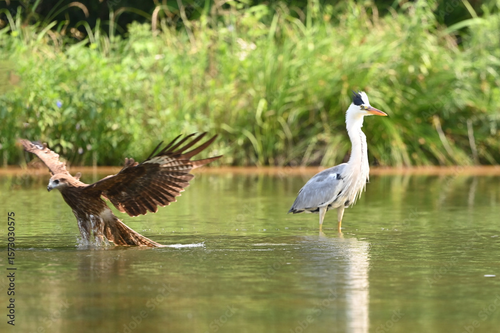Naklejka premium great blue heron ardea cinerea