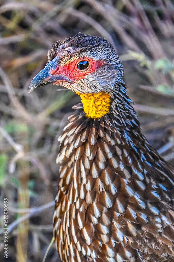 Fototapeta premium close up of a pheasant