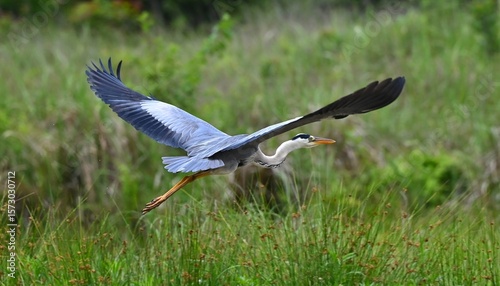white stork in flight
