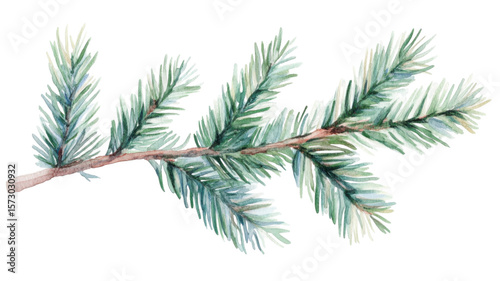 Natural branch of a pine tree with green needles and forest texture isolated on white background