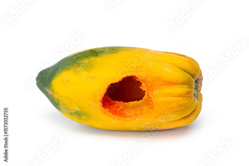 Ripe papaya has holes from being gnawed by rodents, namely squirrels.