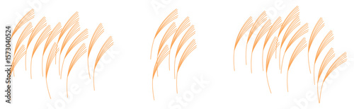 Susuki pampas grass, eulalia, Chinese silver grass, isolated on transparent background. Hand drawn flat vector illustration. Traditional Japanese Mid Autumn symbol, seasonal design element, clip art