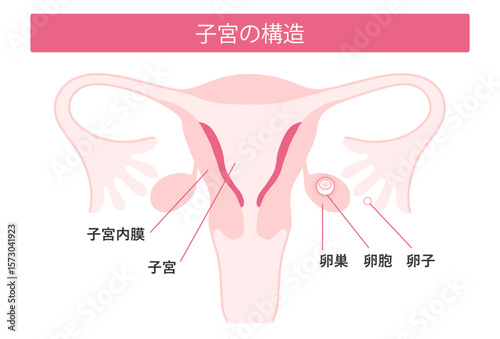 子宮の構造