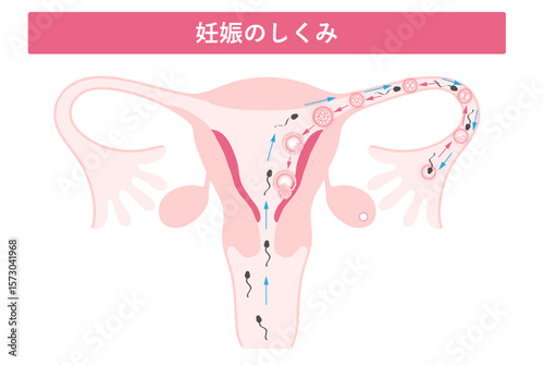 妊娠の流れ