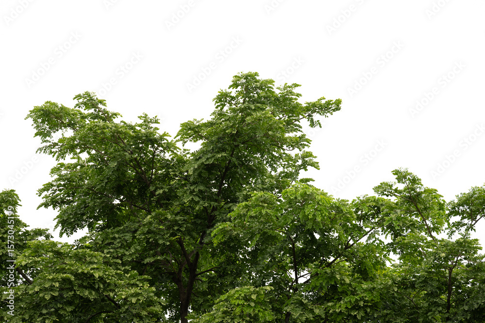Fototapeta premium Green leaves isolated on white