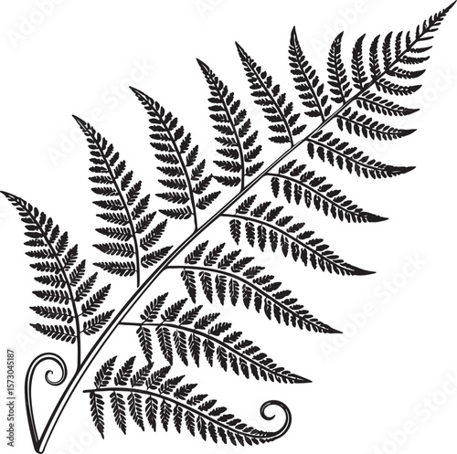fern leaves vector illustration transparent background