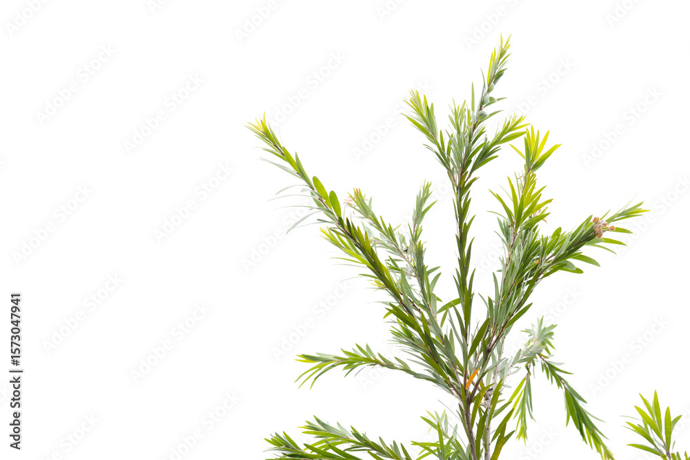 Obraz premium Green leaves isolated on white