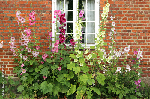 Alcea rosea, known as the hollyhock is an ornamental plant of the mallow family. Flowering plants in the city.