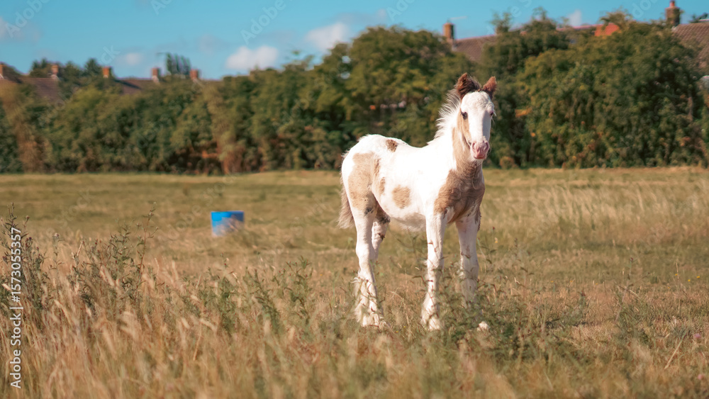 Obraz premium Young foals grazing on summer pasture in sunny countryside meadow