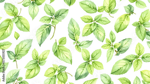 Watercolor pattern mint on white background vector