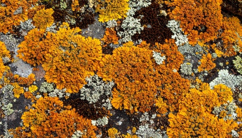 Multi-hued lichen colonies covering surface like natural camouflage, with uneven textures and rugged mineral background