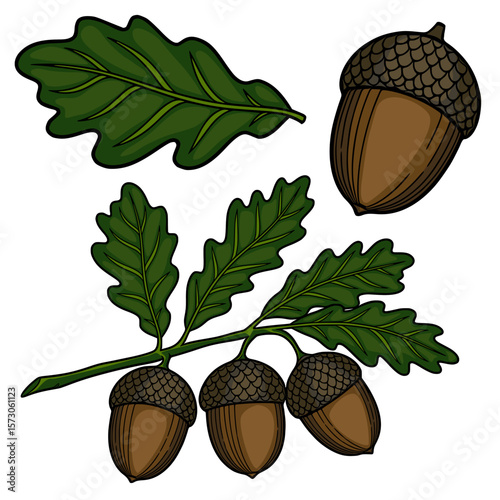 A charming vector illustration of oak acorns and leaves, meticulously detailed with rich brown and deep green hues, perfect for autumnal designs.