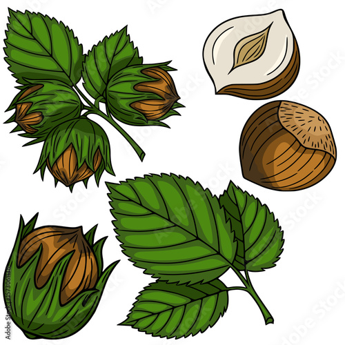 A Detailed Vector Illustration of Hazelnuts: A Collection of Whole Hazelnuts, Halved Hazelnuts, and Hazel Leaves, Depicting the Nut in its Shell and Out of its Shell with Vibrant Green Foliage.