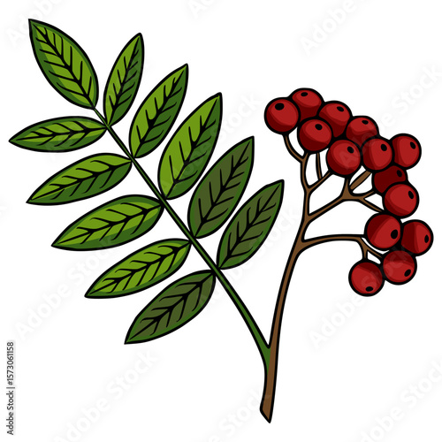 A vector illustration featuring a detailed branch with lush green leaves and a cluster of vibrant red rowan berries, showcasing a striking contrast of colors and organic shapes.