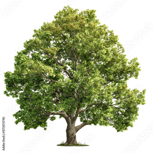  Tulip Tree Liriodendron Tulipifera Tree on Transparent Background