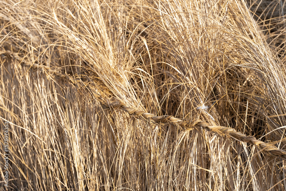Dried Grass with Twisted Straw Rope in Sunlight Dried Grass with Twisted Straw Rope in Sunlight