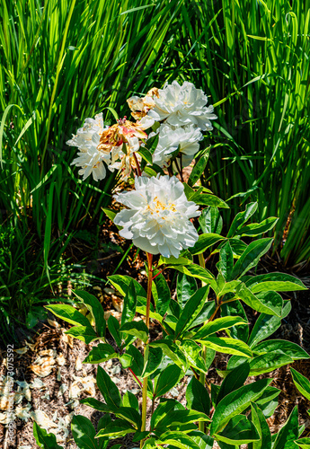 Sunken Garden White Flowers