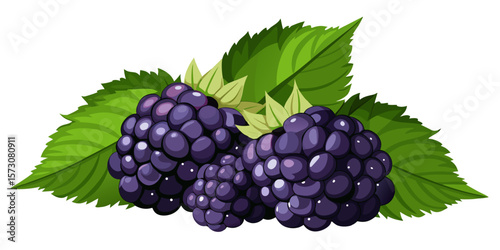 Fresh Juicy Blackberries with Green Leaves Illustration