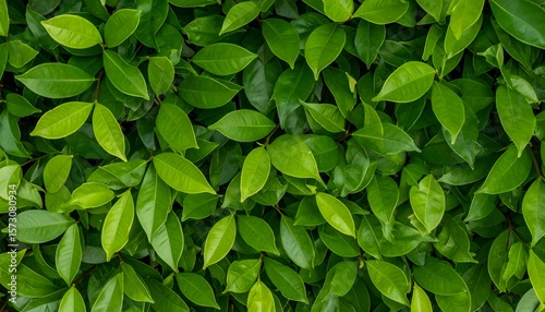 Wallpaper Mural Lush Green Foliage: A Dense Canopy of Glossy Leaves in Natural Light Torontodigital.ca