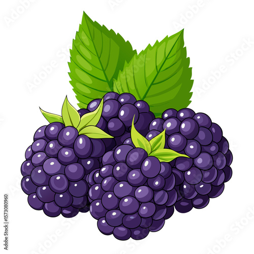 Fresh Juicy Blackberries with Green Leaves Illustration