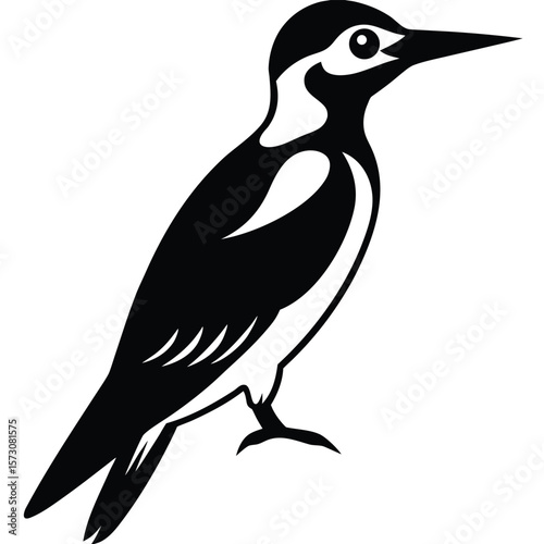 Black and white woodpecker perches while watching forward against a transparent background