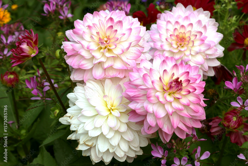 Fototapeta premium Dahlia in the garden. Flower in full bloom, pink. July.