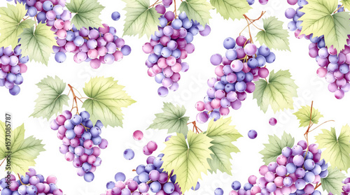 Watercolor grape on the white background	