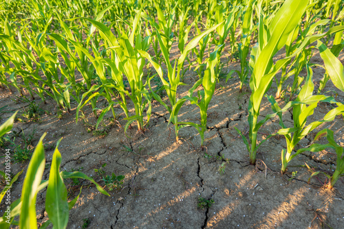 Young corn plants (Zea mays) growing in dry, cracked soil during drought conditions. Agricultural field affected by water shortage and climate change.