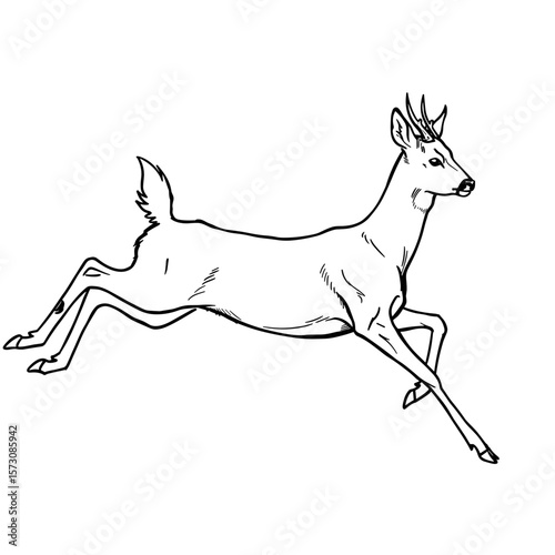 Illustration of a running roe deer in a graceful black and white line art style 