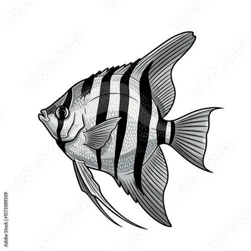 Angelfish illustration with black and white stripes, detailed fins, and a sleek, streamlined body.