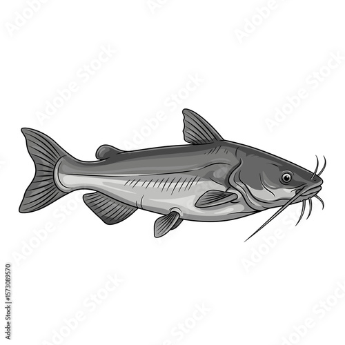 A detailed illustration of a catfish, showcasing its fins and whiskers, isolated.