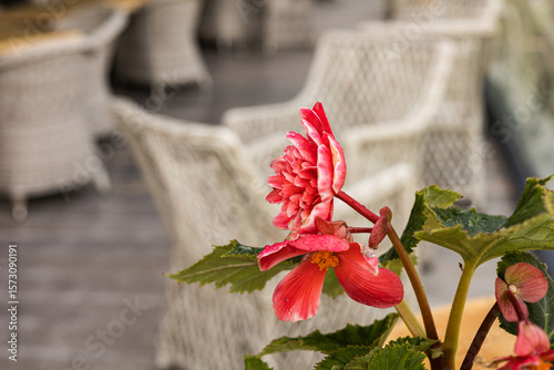 Red begonia flower in sharp focus with blurred seating, beige wicker chairs in a patio or outdoor terrace. Summer, aesthetic appeal, café background. Plants interior design