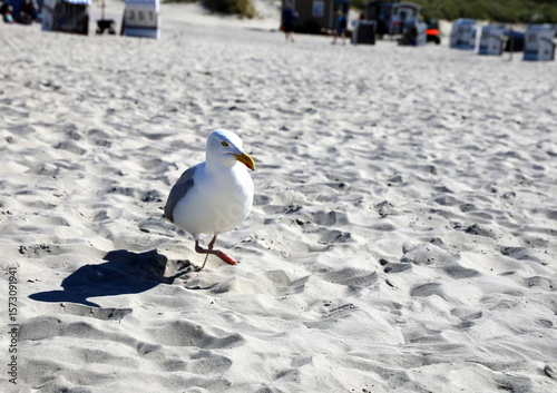 Möwe im Sand