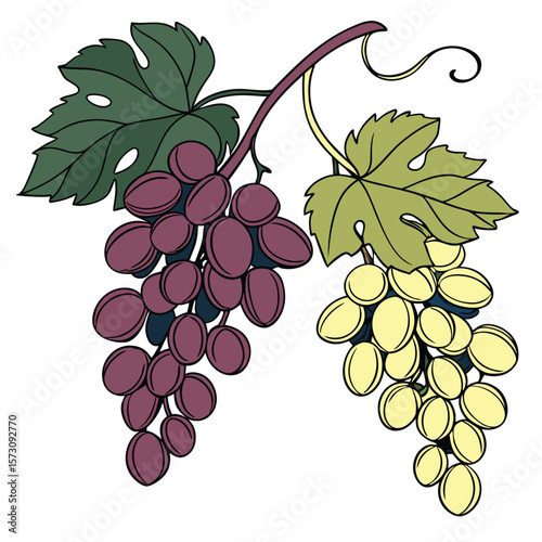Simple bunch of grapes outline, ideal for fruit, wine, or healthy food designs on a clean white background.