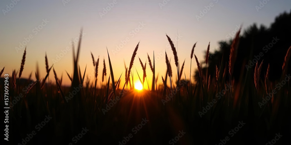 Fototapeta premium Silhouetted grass at sunset, warm light illuminates blades, peaceful scene, grass, picturesque