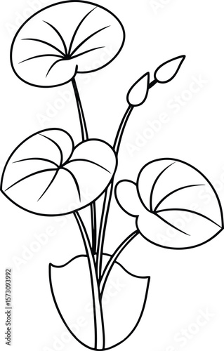 water frogbit plant vector art illustration