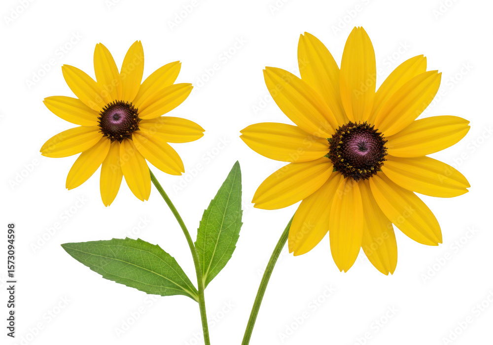 Naklejka premium Two bright yellow coneflower blooms with green leaves isolated on transparent background