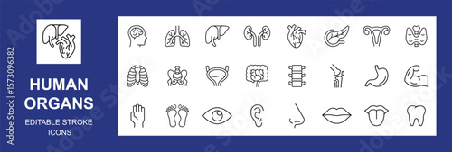 Human organs line icon set. Vector pictograms of anatomy, body parts, kidney, pancreas, intestine, thyroid, pelvis, skeleton, joint, hand, nose, mouth, tongue, Editable stroke. Vector illustration
