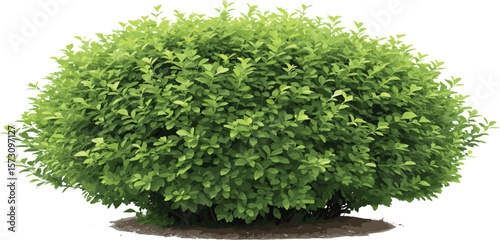 Lush green round bush, realistic shrub with dense leaves, isolated plant illustration, perfect for garden landscaping, natural hedge decor, outdoor design element
