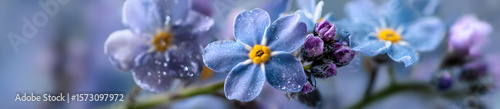 Close up of Dewy Blue and Purple Forget Me Nots