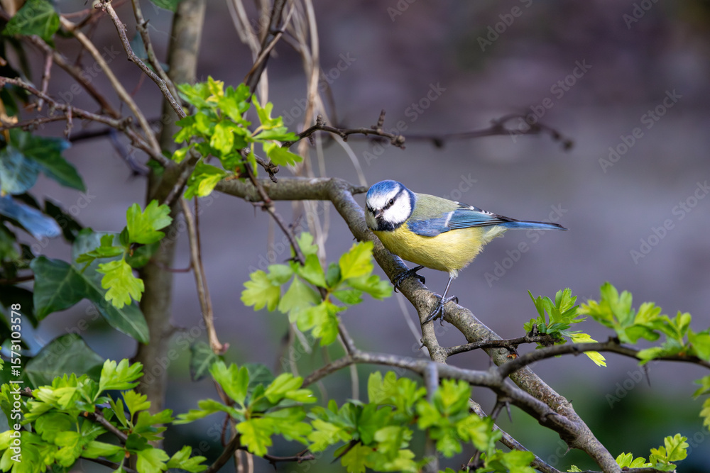 Naklejka premium Blue Tit (Cyanistes caeruleus), common across Europe, spotted in Phoenix Park, Dublin.