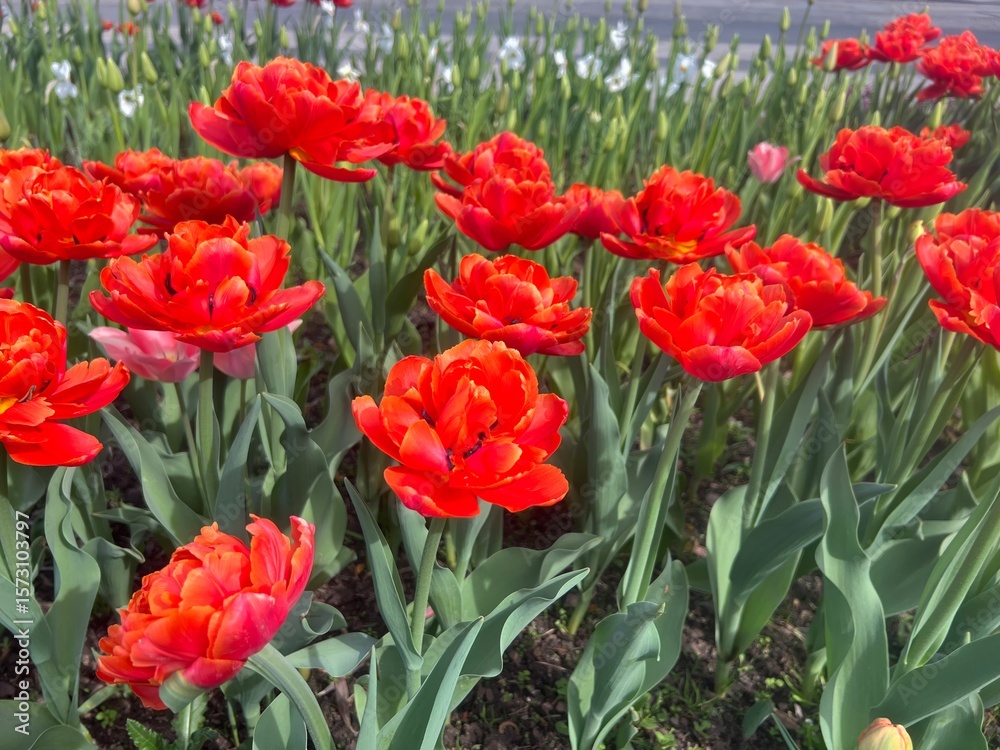 Fototapeta premium Bright Red Tulips in Spring Flowerbed