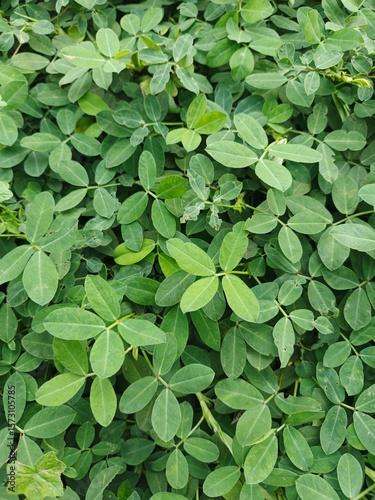 Wallpaper Mural Green Leafy Ground Cover Plant Torontodigital.ca