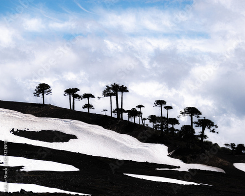 landscape with trees, clouds and snow