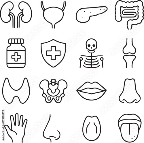 Medical organs line icon set. Vector pictograms of anatomy, body parts, kidney, bladder, pancreas, intestine, thyroid, pelvis, skeleton, joint, hand, nose, mouth, tongue, thin line art vector