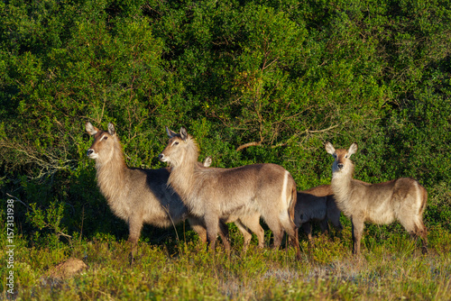 Waterbuck (Kobus ellipsiprymnus), a large antelope found widely in sub-Saharan Africa. Near Gqeberha (Port Elizabeth). Eastern Cape. South Africa