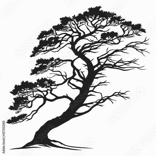 Elegant silhouette of a windswept pine tree with intricate branches reaching outwards
