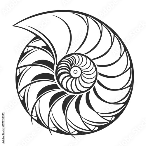 Fibonacci Spiral Nautilus Shell Geometry Natural Pattern Organic Design