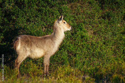 Waterbuck (Kobus ellipsiprymnus) calf, a large antelope found widely in sub-Saharan Africa. Near Gqeberha (Port Elizabeth). Eastern Cape. South Africa